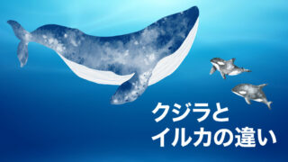 イルカとクジラの違い